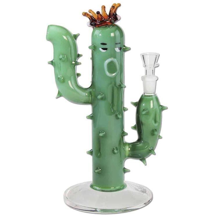 En sort kaktus med en krone af spidse, grønne blade pryder en simpel, hvid baggrund. Kaktussen har en glat, mørkebrun stamme med en let skinnende overflade. De grønne blade, der strækker sig ud fra toppen, har en let bølget tekstur og en dybgrøn farve. Den samlede form er kompakt og skaber en harmonisk kontrast mellem de mørke og lyse nuancer.