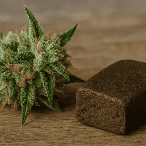 grønt topskud fra skunk plante liggende på et bord ved siden af brun hashklump